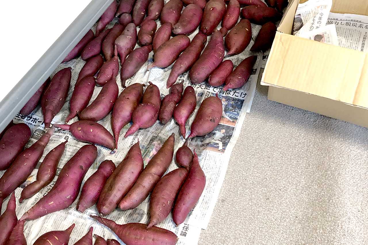 畑で採れたさつまいも